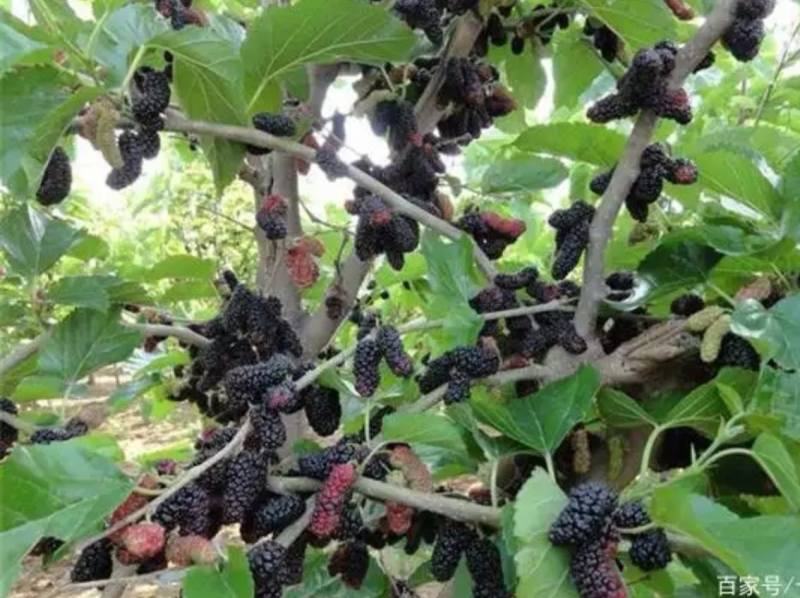 销售大批桑葚2.5一斤
