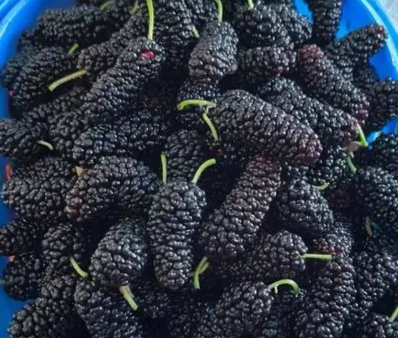 销售大批桑葚2.5一斤