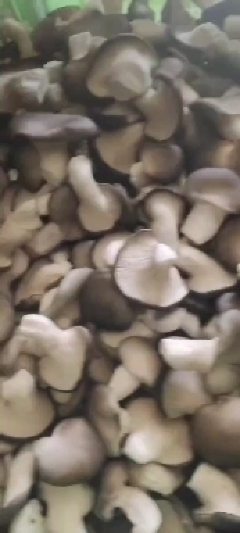 秀珍菇，姬菇