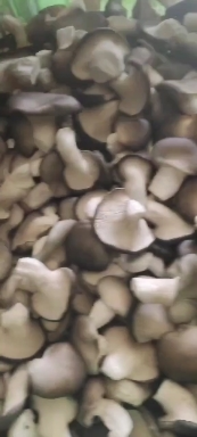 秀珍菇，姬菇