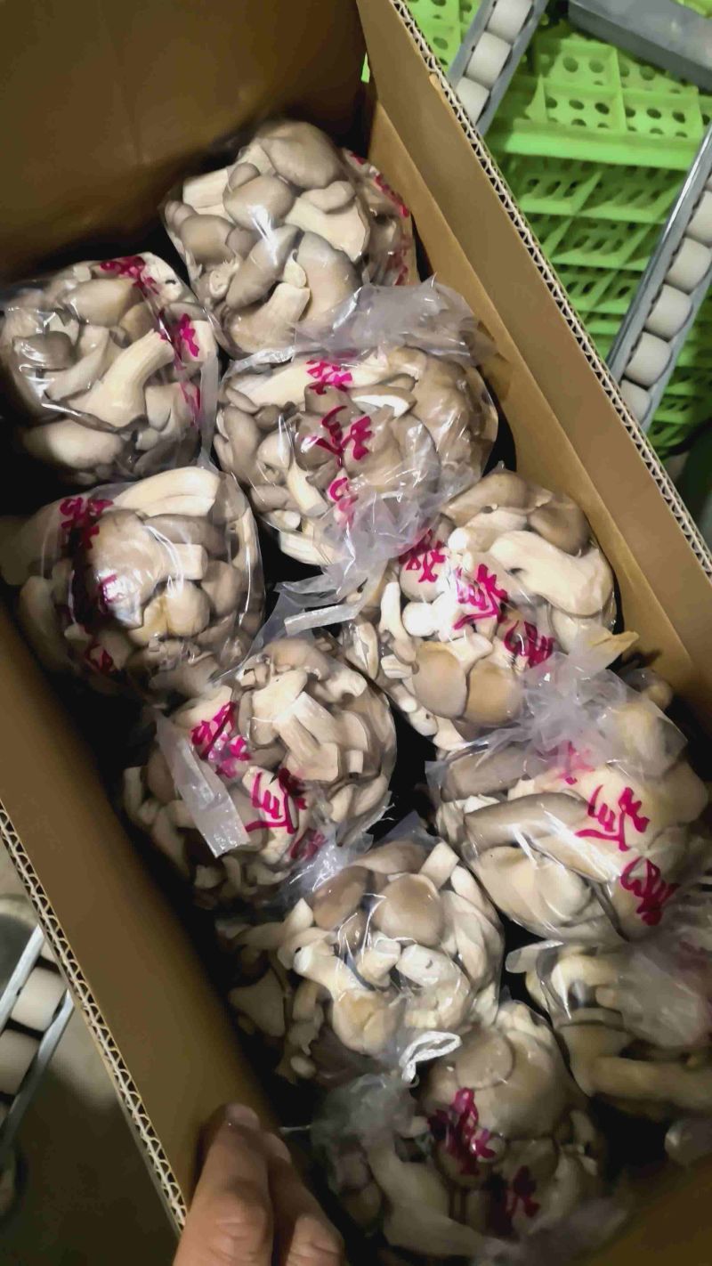 秀珍菇，姬菇