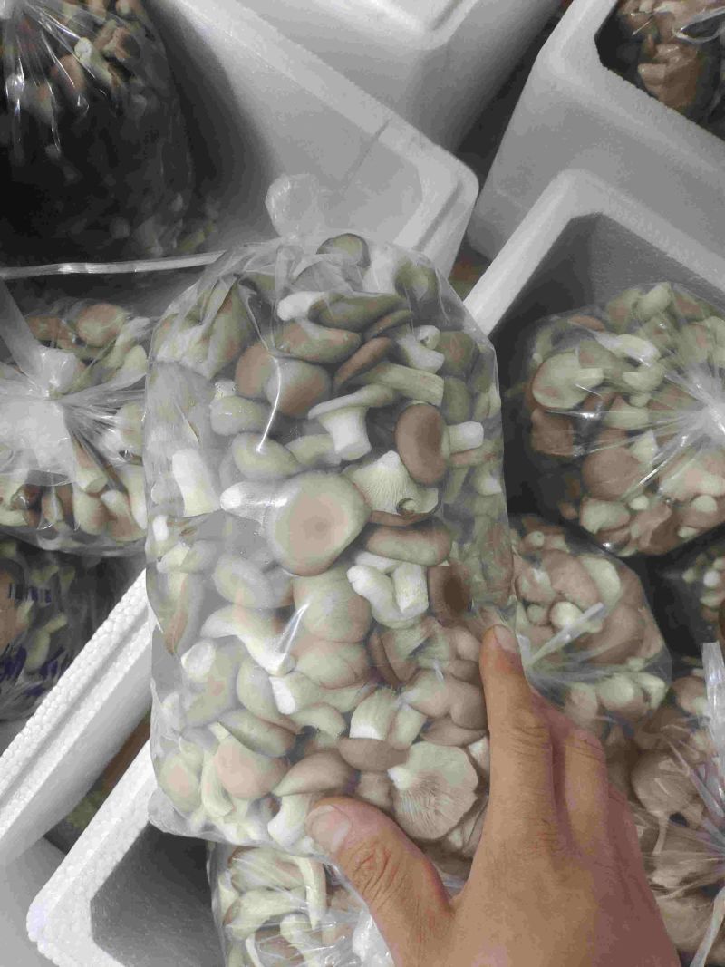 秀珍菇，姬菇