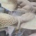 牛肚
