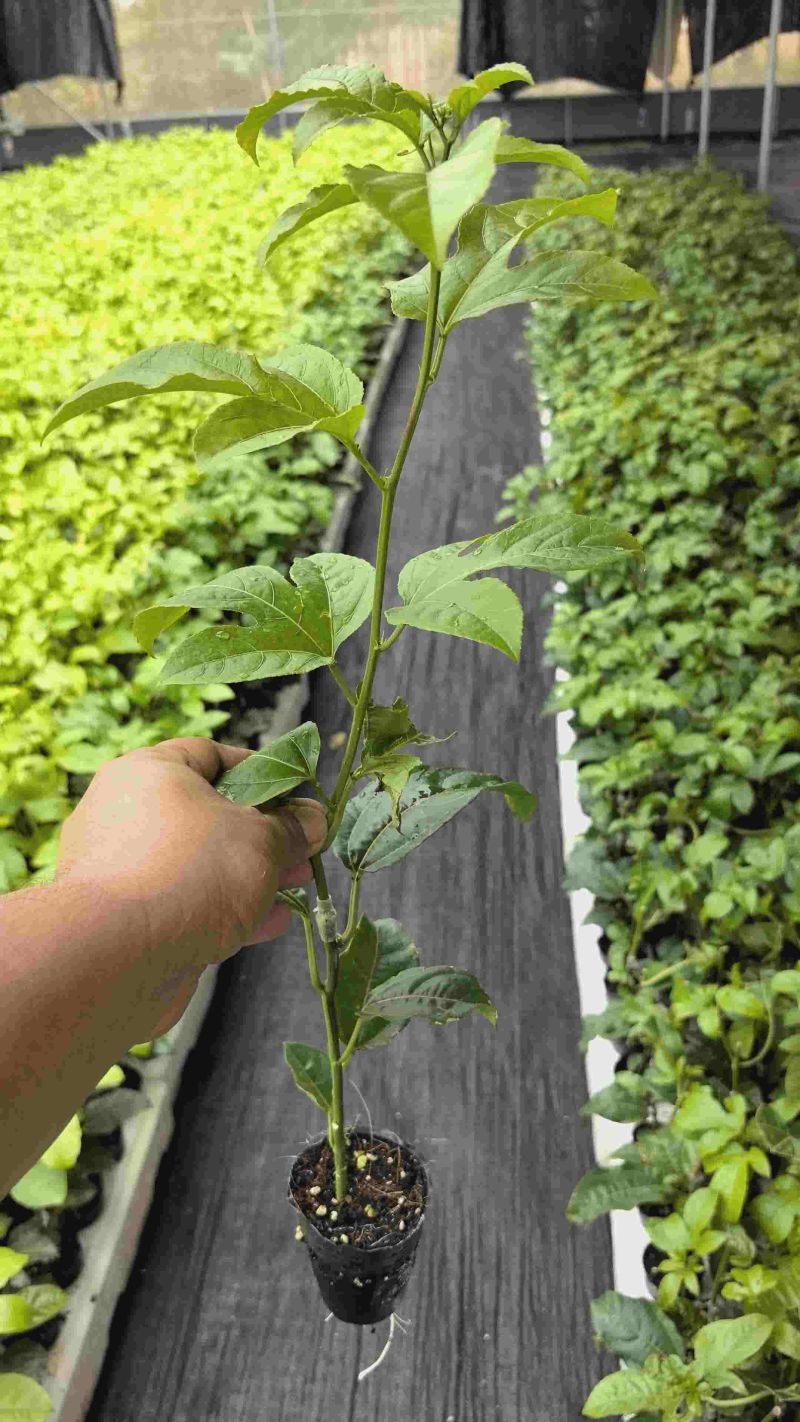 黄金百香果台农一号百香果嫁接苗