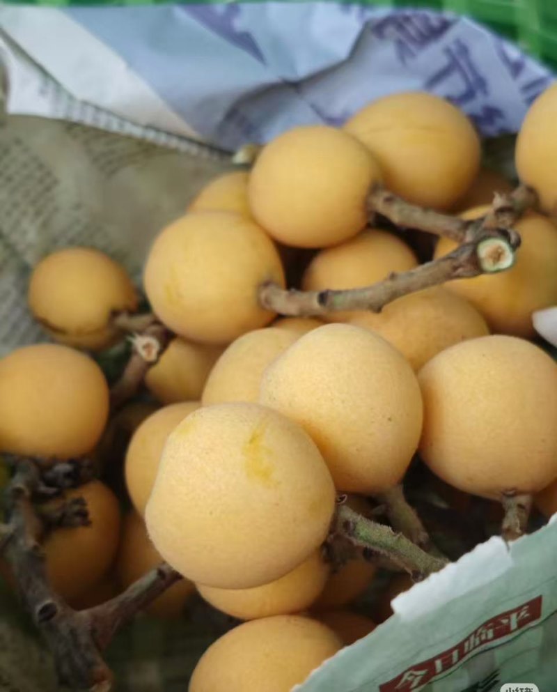 白玉枇杷，水果店**硬吊白纱，**大红袍，红毛野头