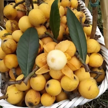 白玉，白沙，塘栖枇杷