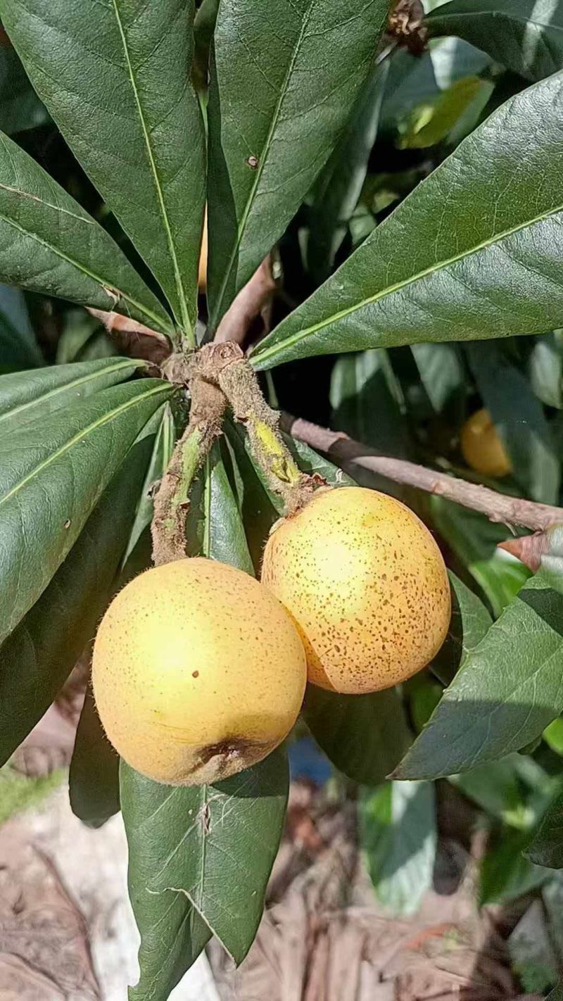 白玉，白沙，塘栖枇杷
