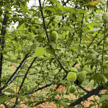青梅（手摘）