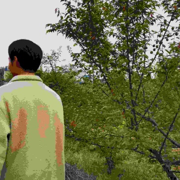青梅鲜果