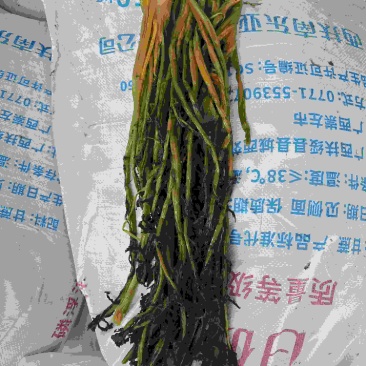 酸菜，半成品雪里蕻，梅干菜，