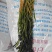酸菜，半成品雪里蕻，梅干菜，