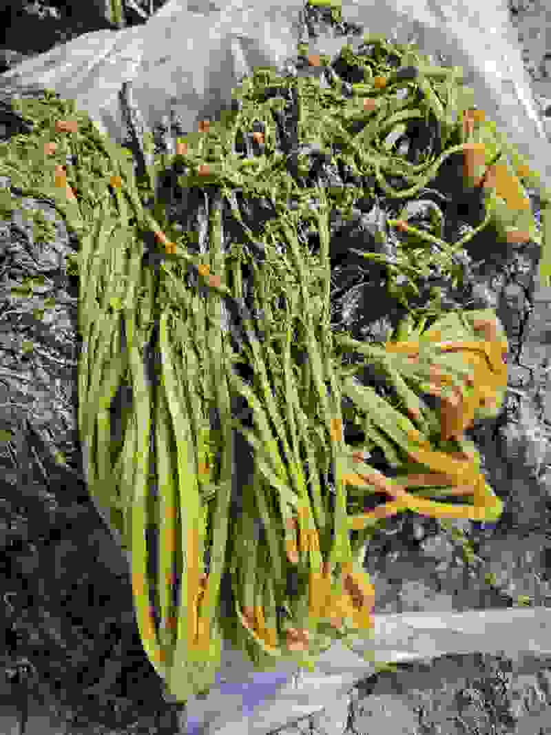酸菜，半成品雪里蕻，梅干菜，