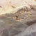 食用级鹅板油
