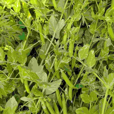 350亩豌豆角