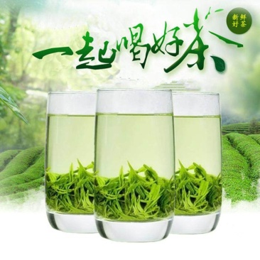 信阳毛尖茶叶2026年雨春茶口粮茶500克散装包邮