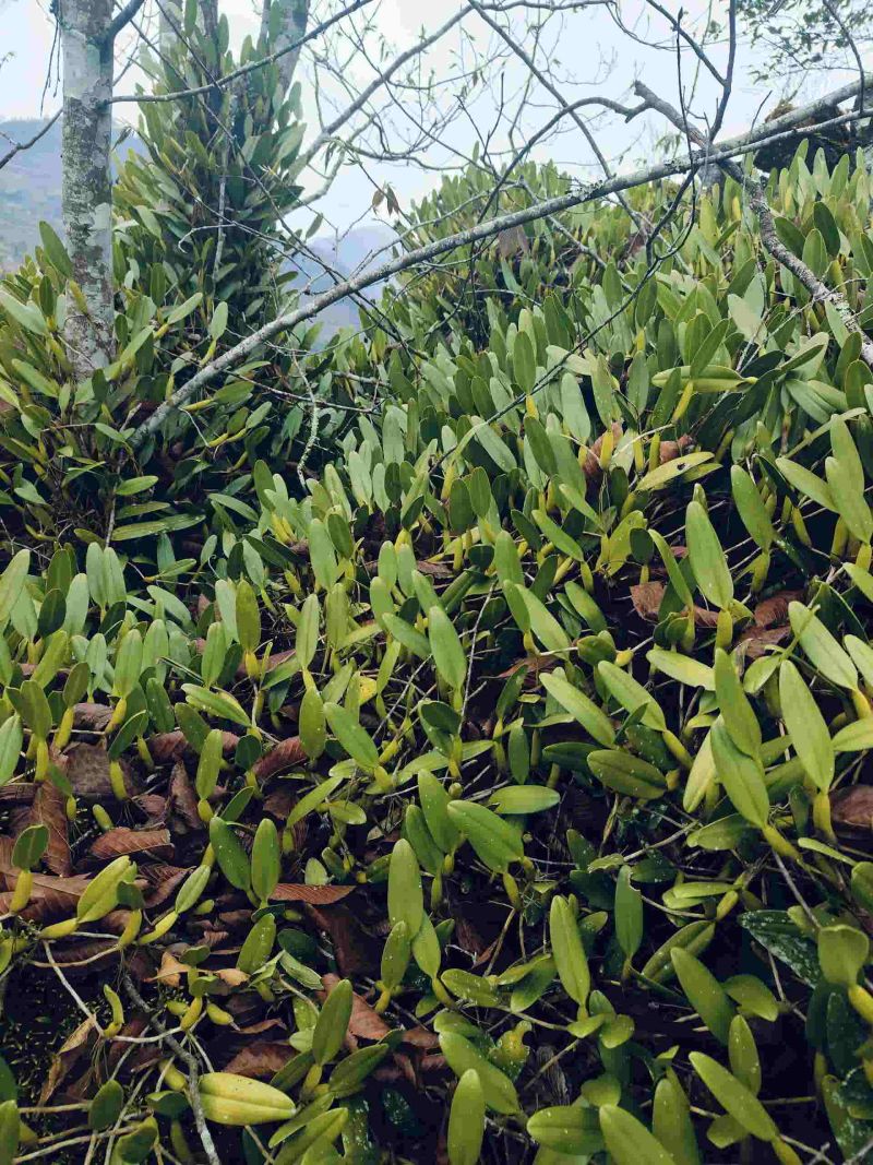 单叶石橄榄有需要的联系