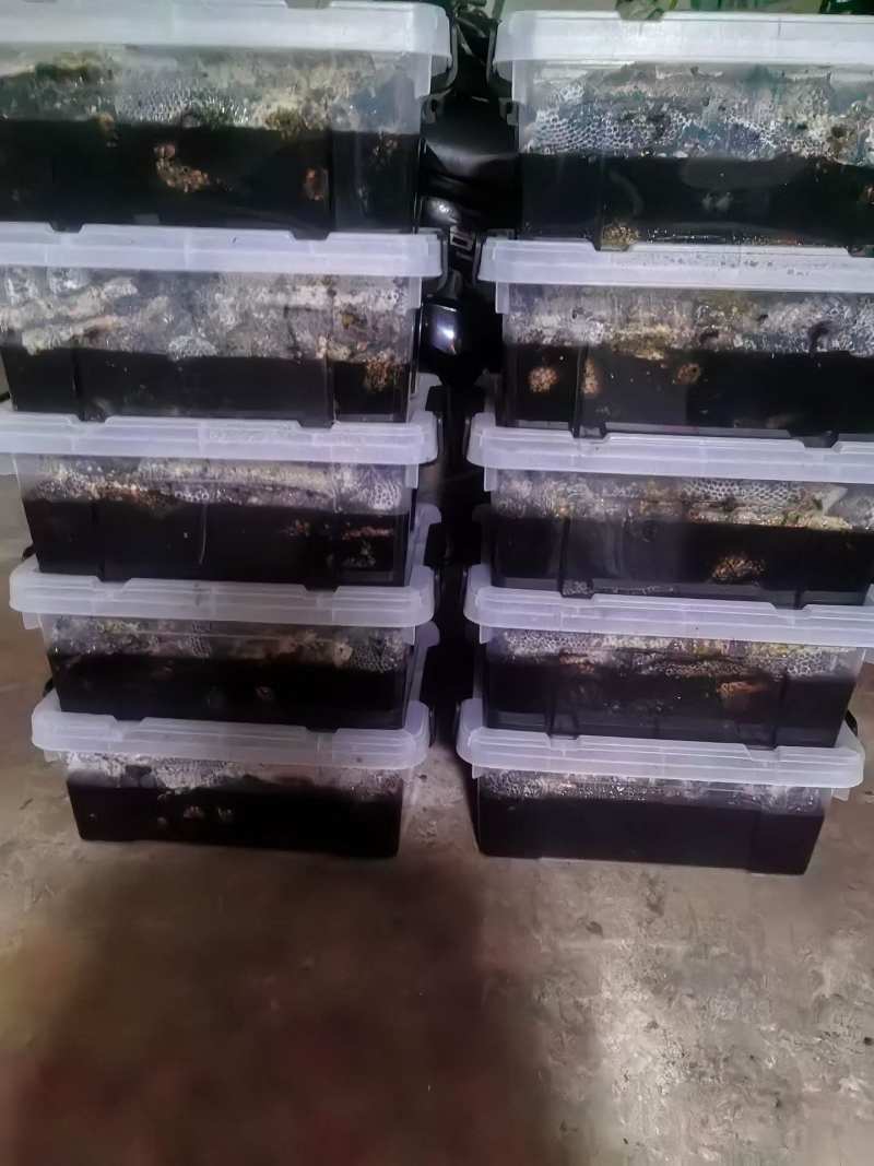 云南高黎贡山自然保护区黑蜂蜜