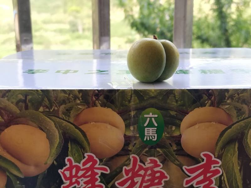 蜂糖李