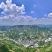 蜂糖李