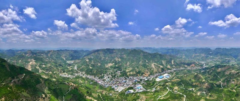 蜂糖李