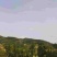 蜂糖李
