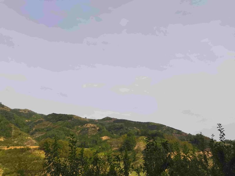 蜂糖李