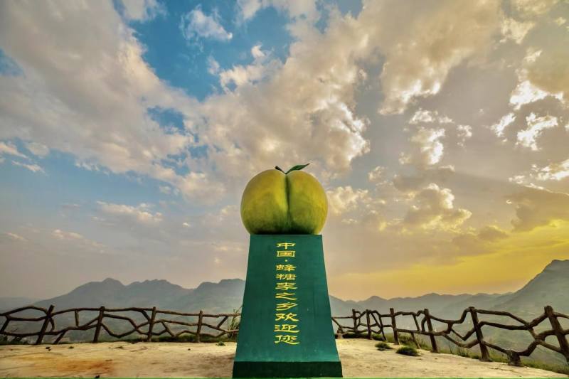 六马蜂糖李