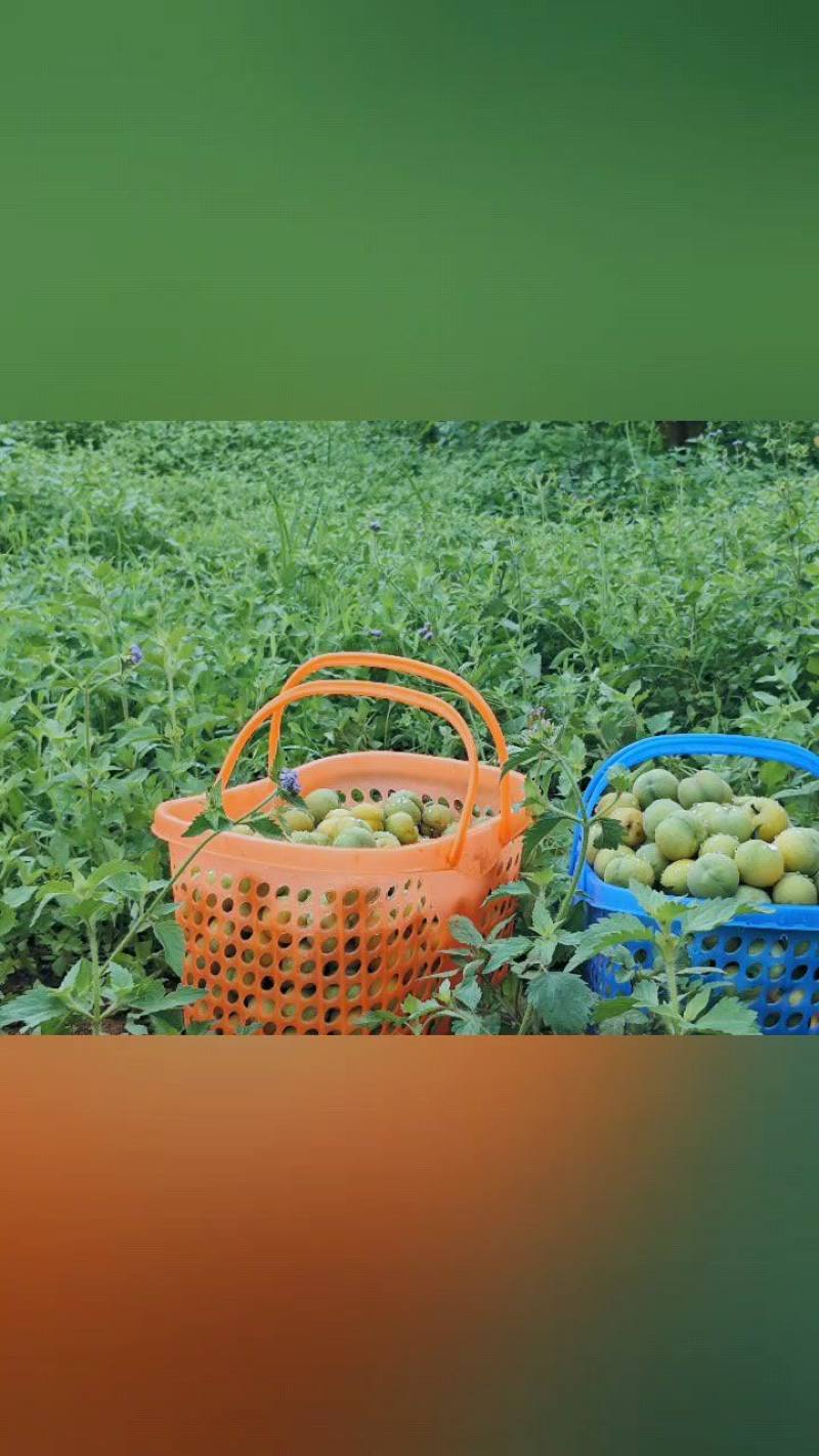 六马蜂糖李