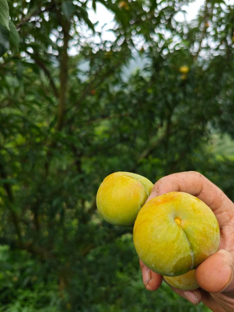 六马蜂糖李