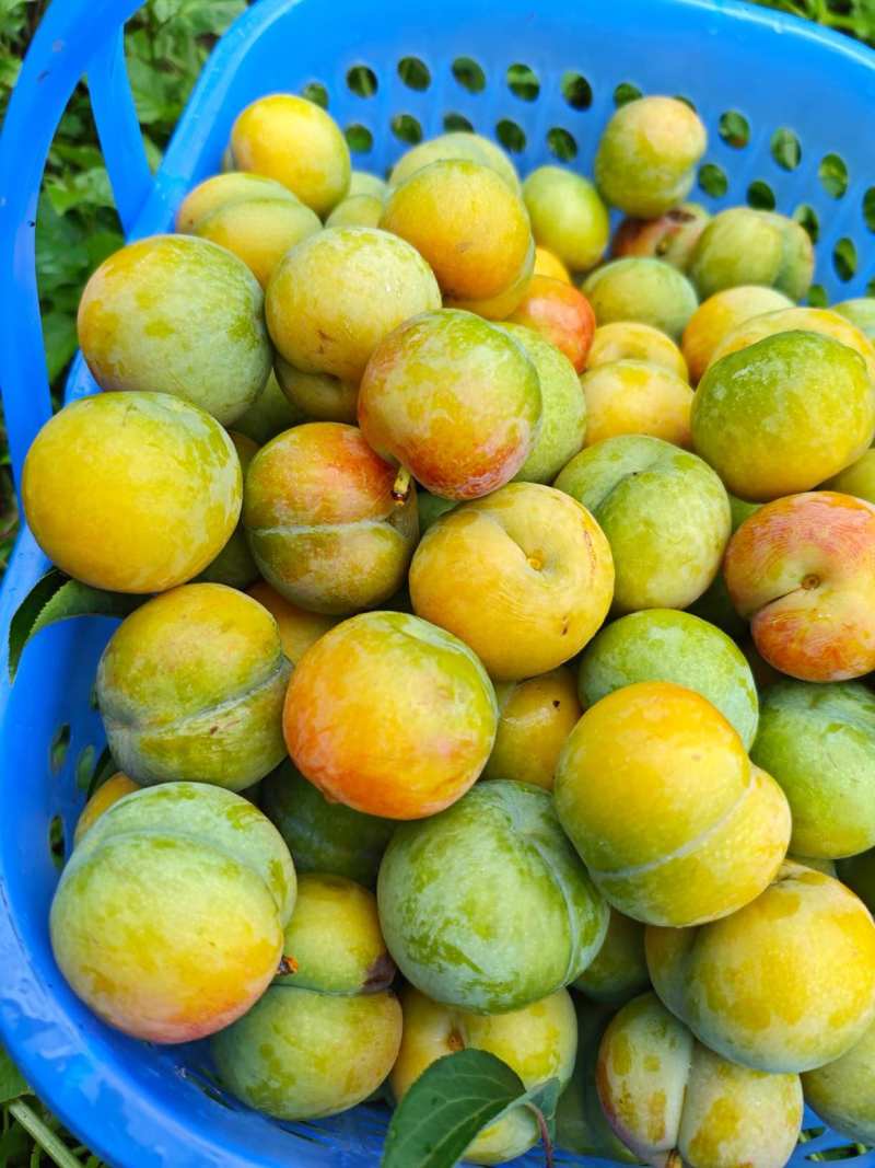 六马蜂糖李