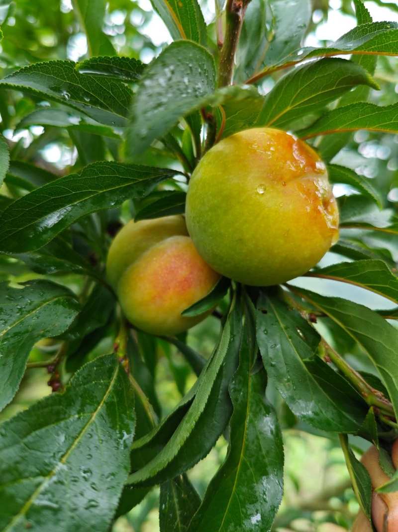 六马蜂糖李