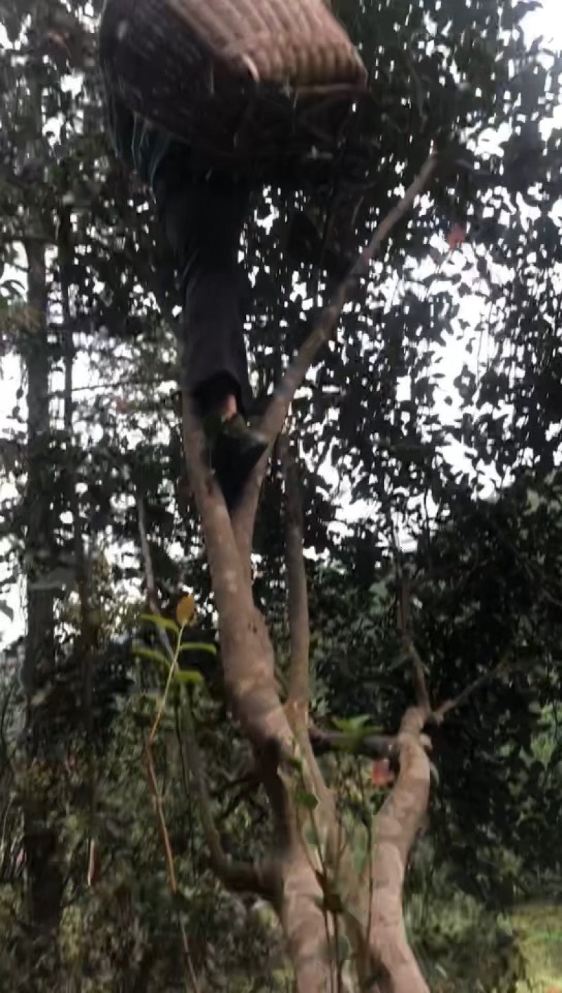 正宗野生茶油