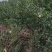 正宗野生茶油