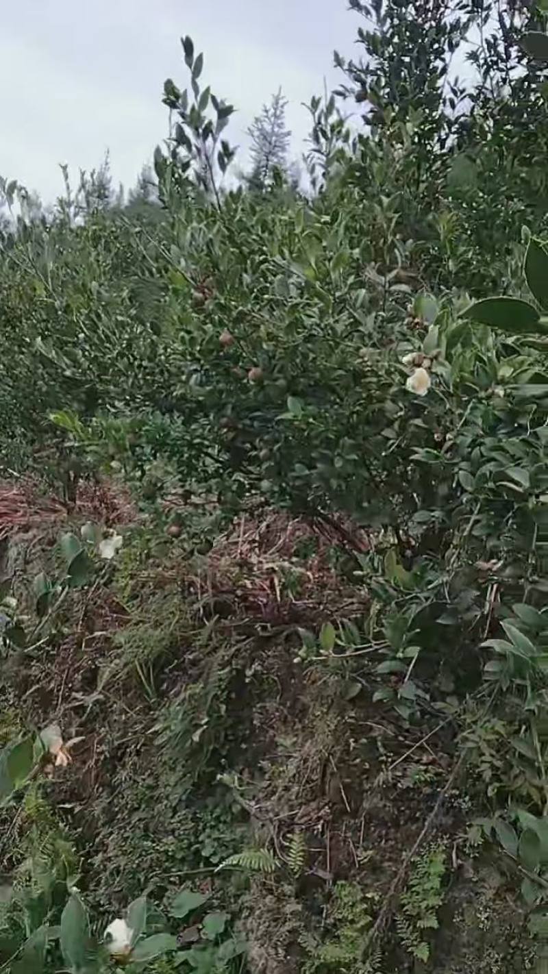 正宗野生茶油