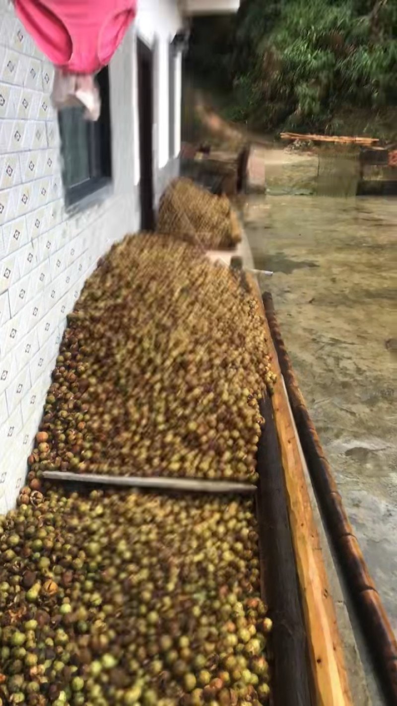 正宗野生茶油