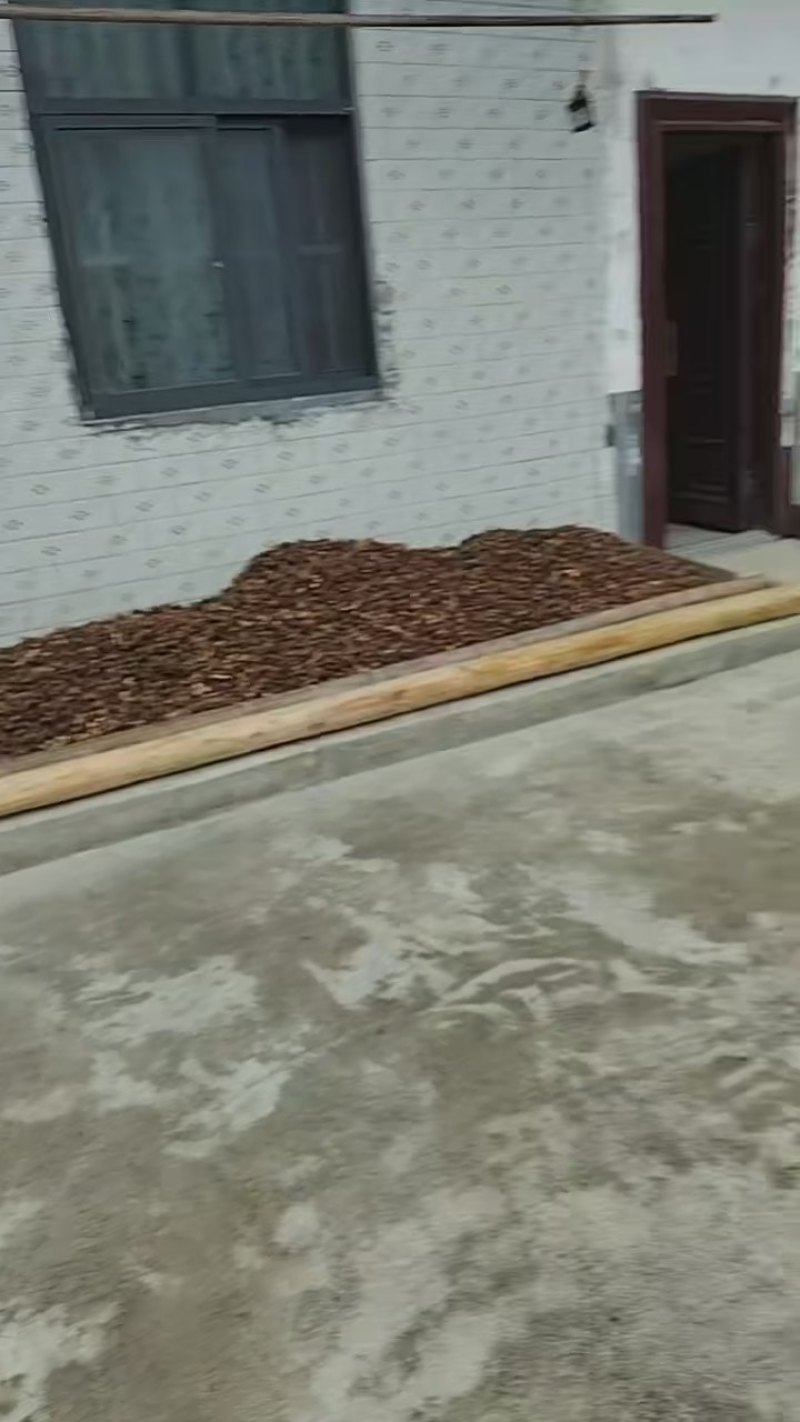 正宗野生茶油