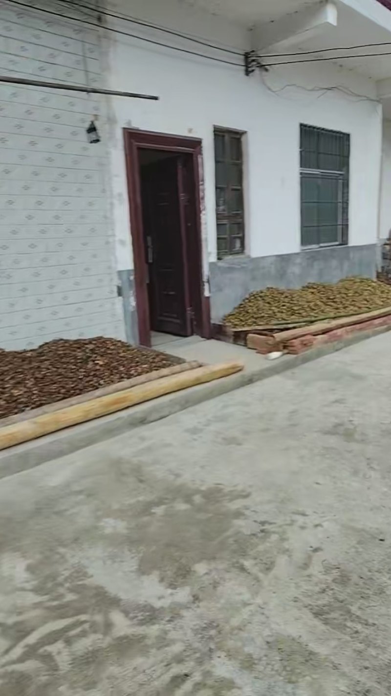 正宗野生茶油