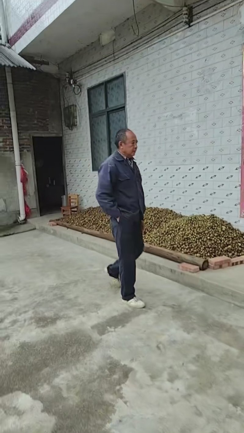 正宗野生茶油
