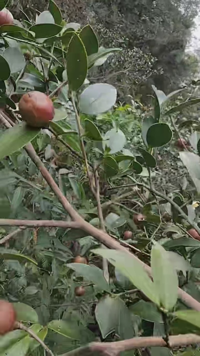 正宗野生茶油