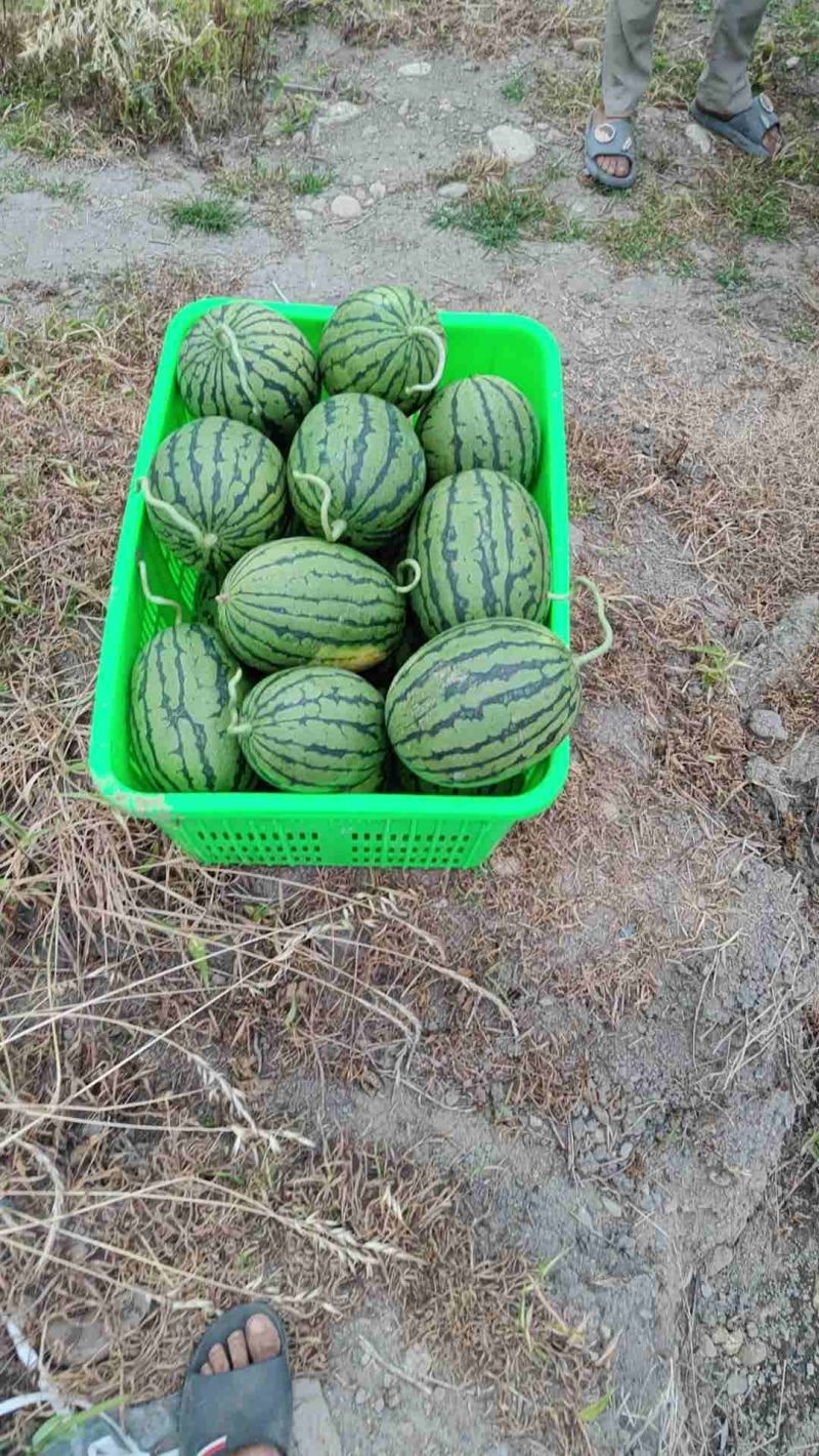 精品口口脆