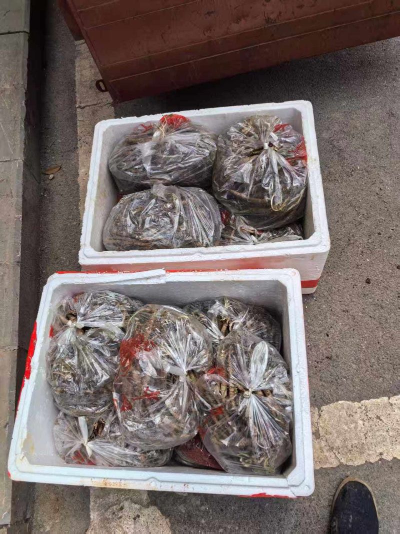 贵州精品四叶参量大从优欢迎采购