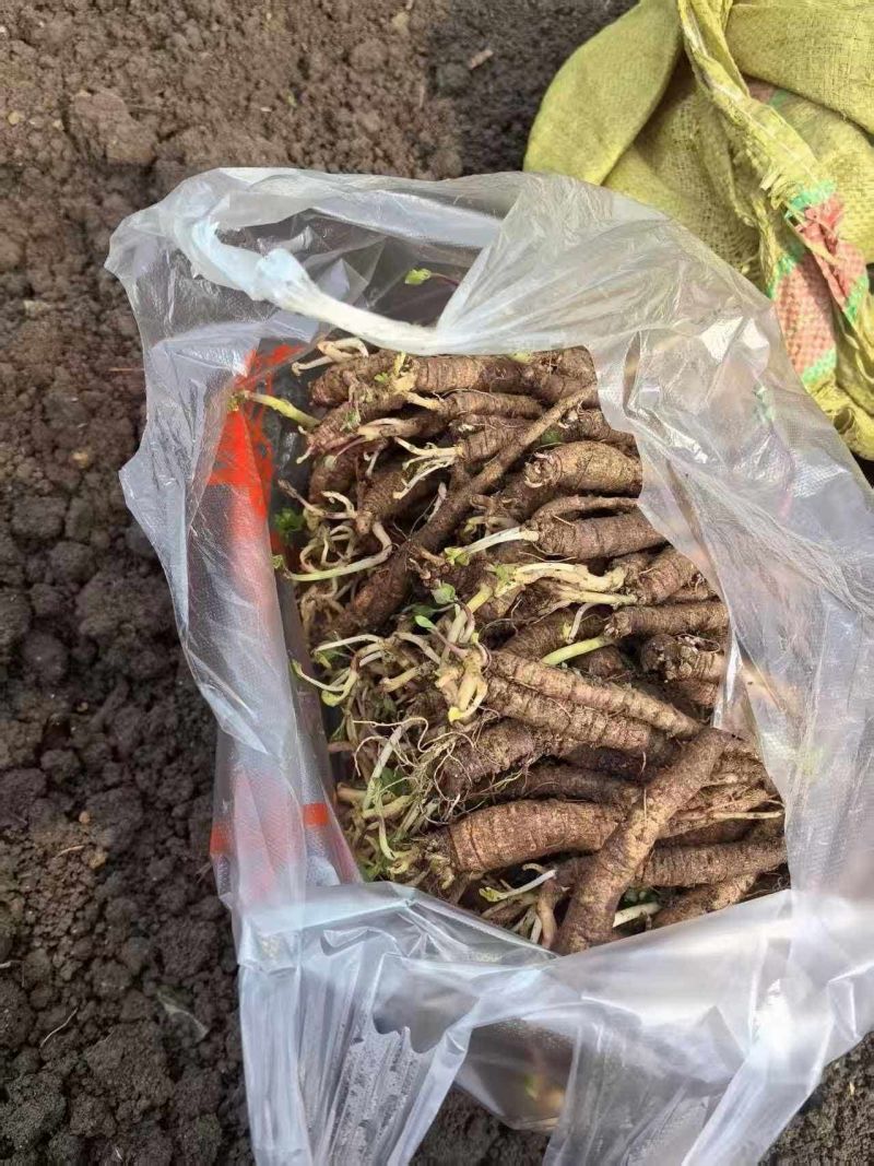 贵州精品四叶参量大从优欢迎采购