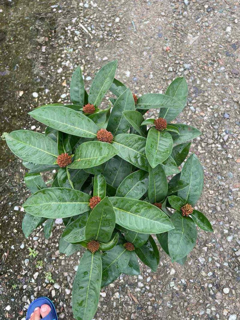 250档口龙船花