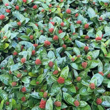 250档口龙船花