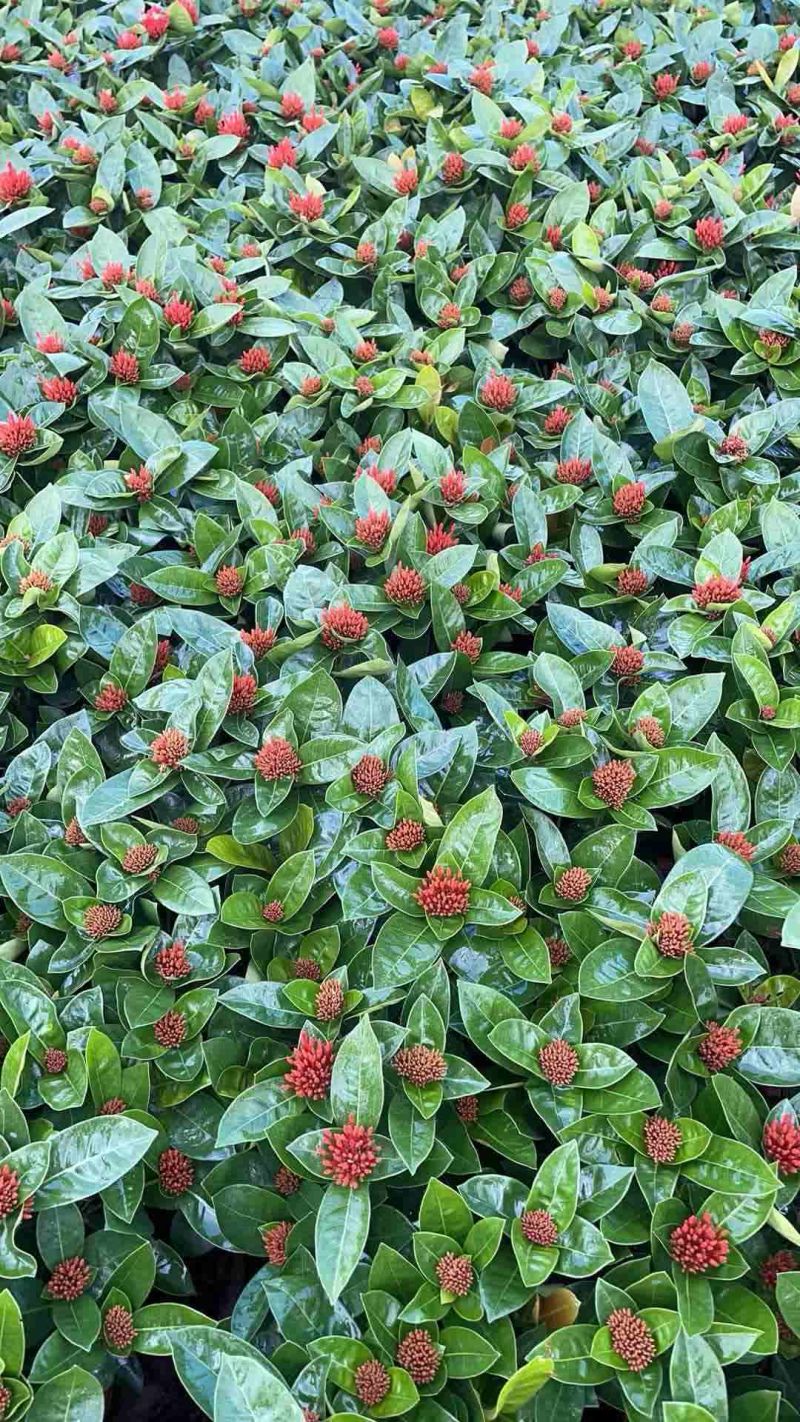 250档口龙船花