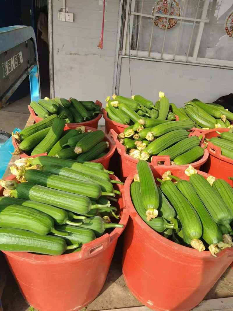 油皮丝瓜大量上市，可供电商、超市、批发商。发货全国。