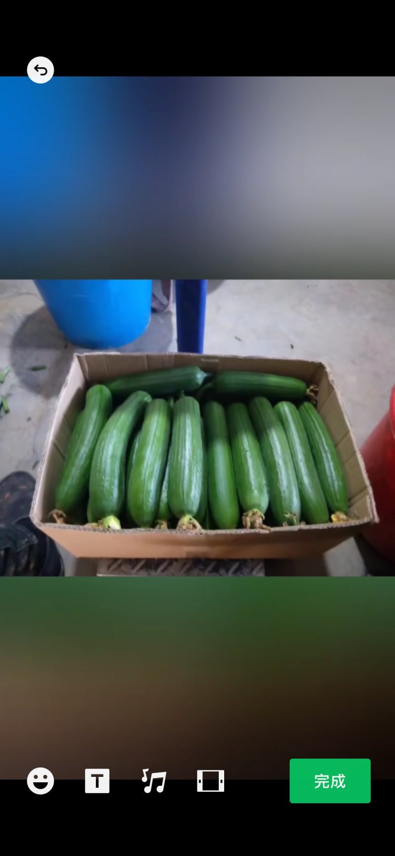 油皮丝瓜大量上市，可供电商、超市、批发商。发货全国。