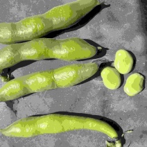 蚕豆大量上市，价格不贵，可供电商、超市、批发商。