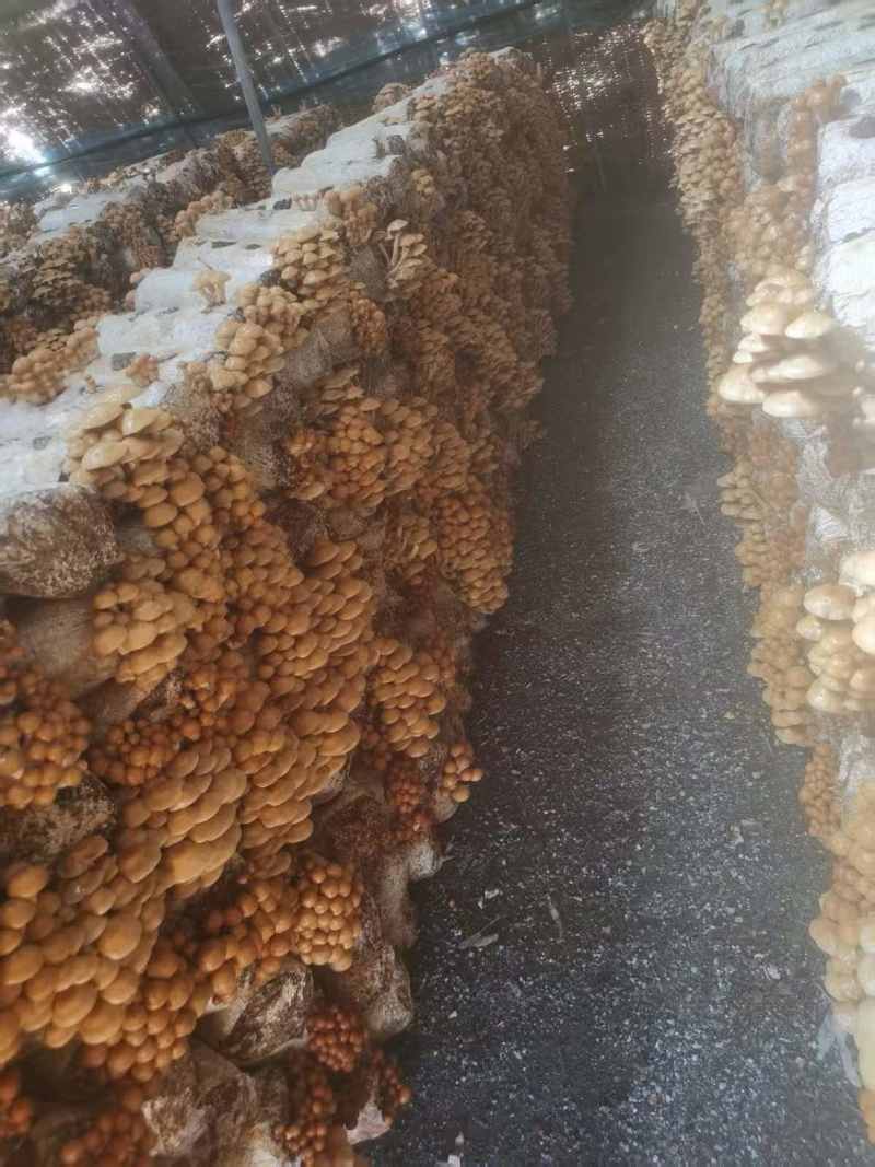香菇、滑子菇各类干鲜货