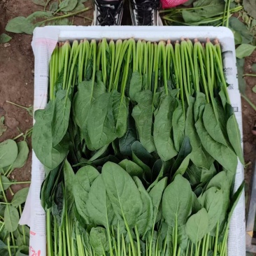 内蒙小叶菠菜/大小叶各种规格都有，产地大量上货